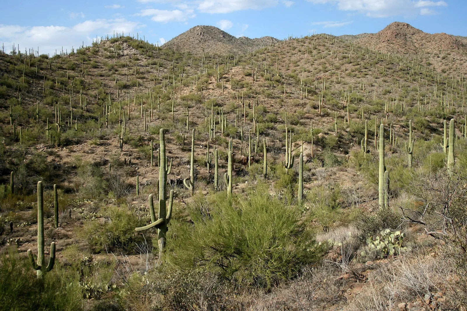 Hillside in the Sonoran Desert covered with tall saguaro cacti and green desert shrubs under a blue sky