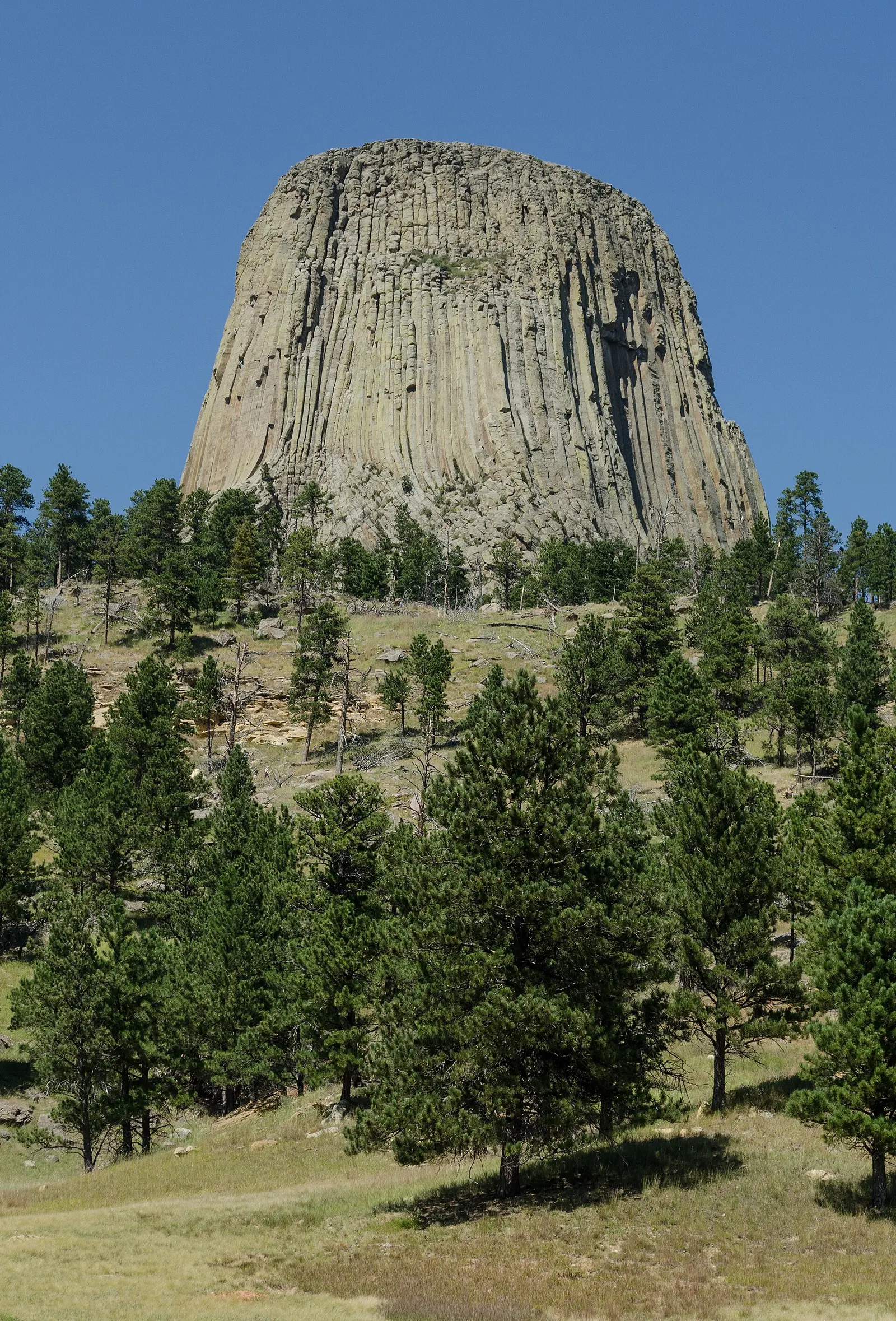 Devils Tower, a tall grey rock column with vertical grooves rising above pine trees and grass in northeastern Wyoming